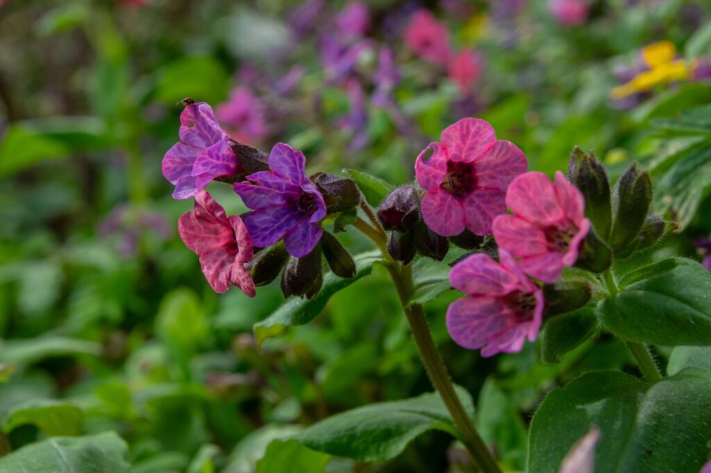 Spadek bioróżnorodności - Pulmonaria officinalis