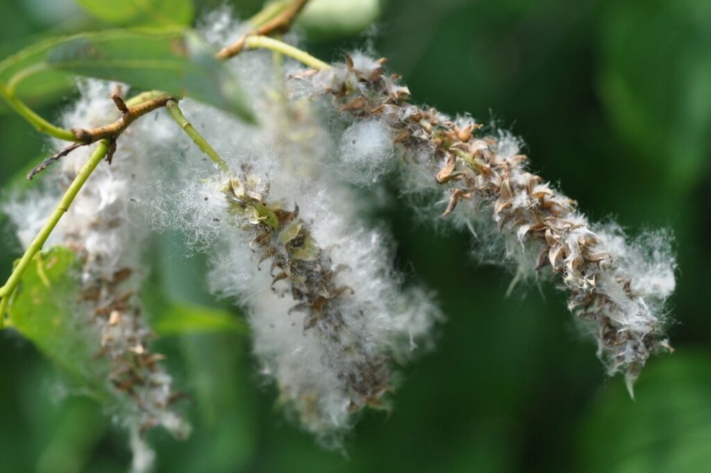 Wierzba krucha (Salix fragilis) - owoce