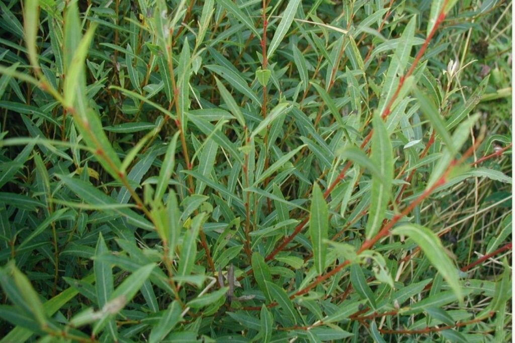 Wierzba purpurowa (Salix purpurea) - liście